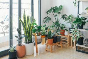 Decorate with Indoor Plants